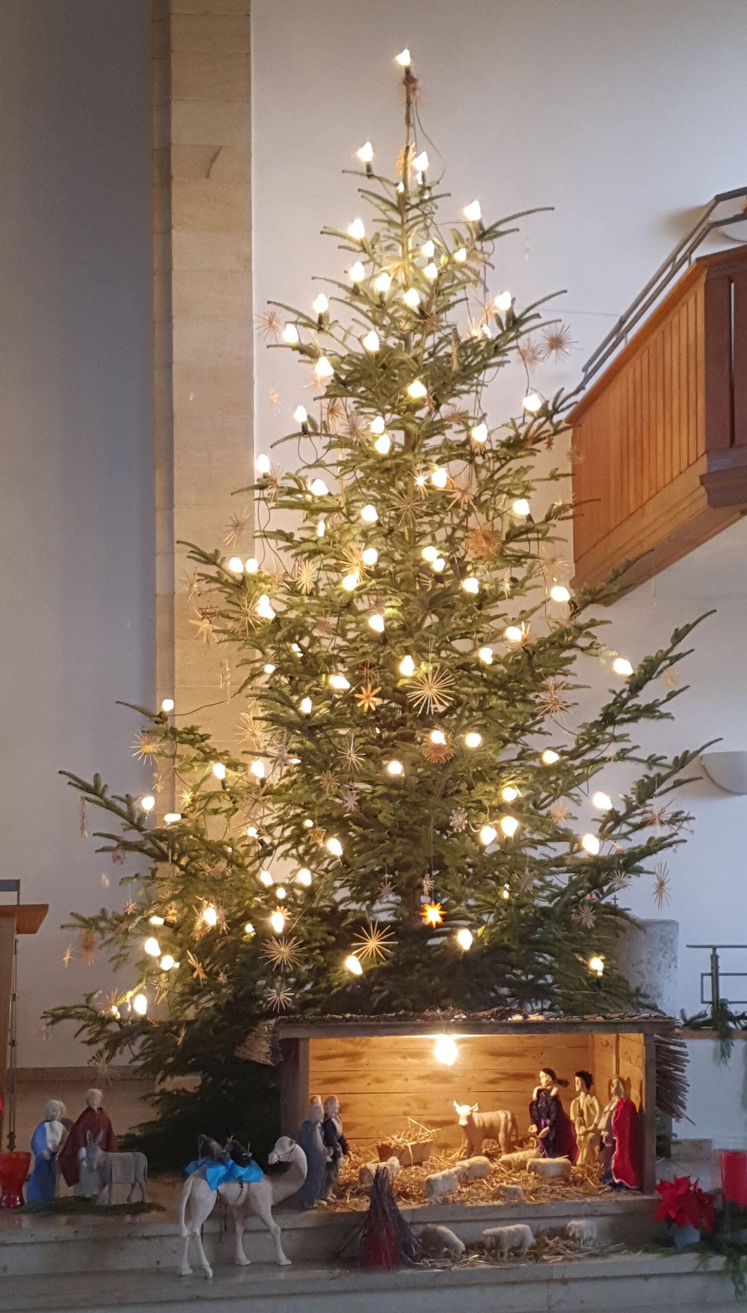 Woher stammt der Weihnachtsbaum?